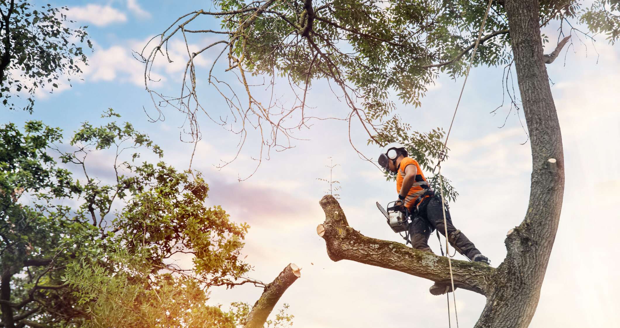 Tree Management Software